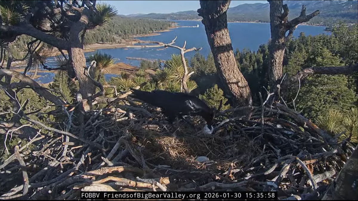 Ravens eats bald eagle egg at Big Bear nest