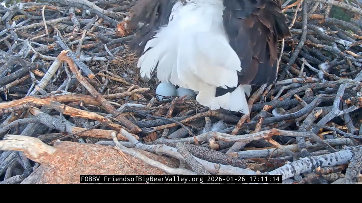 Big bear bald eagle lays her second egg of the season