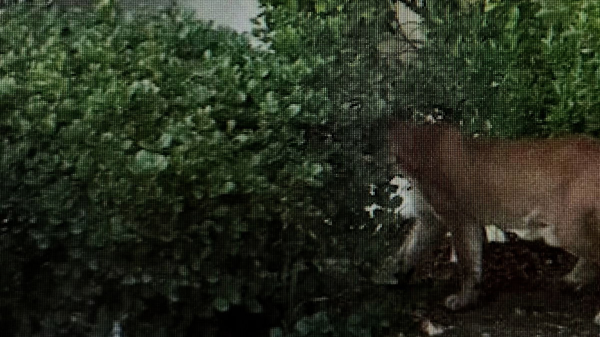 Mountain lion spotted in Palm Springs neighborhood Friday morning