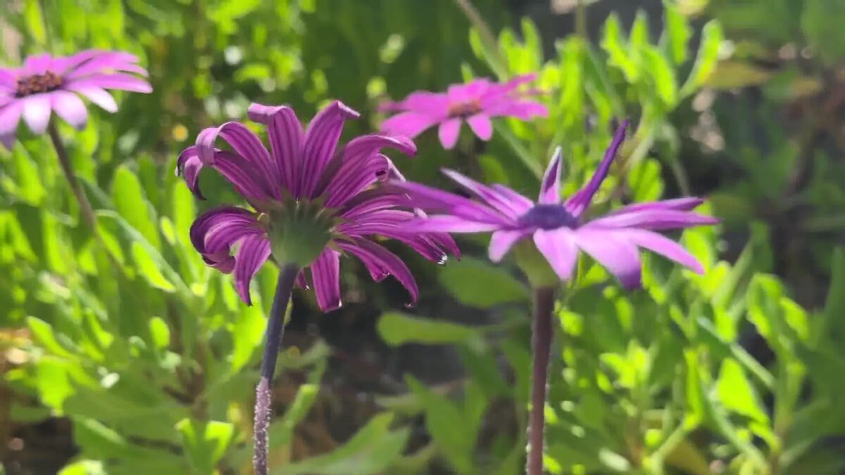 Local Program Prepares Community Leaders for Climate Action in Santa Barbara