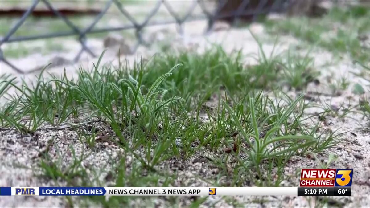 Recent rain causes boost of greenery. How this could impact us in the coming months