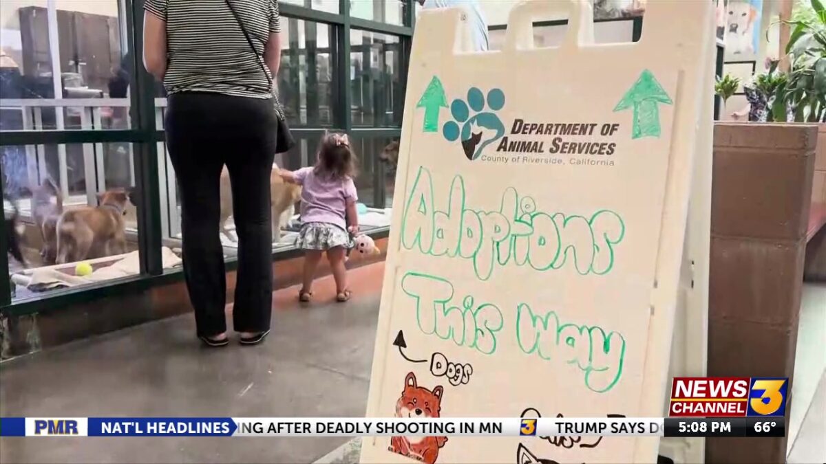 Animal advocates file injunction against Riverside County to pause euthanasia for space practices