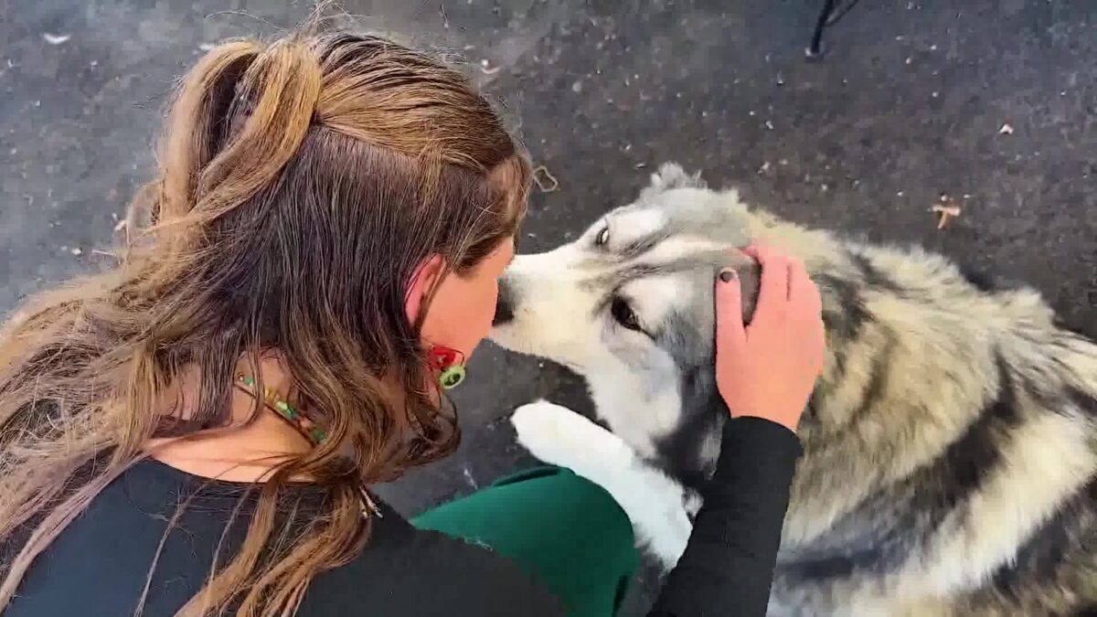 Santa Barbara Humane Expands Walk-In Vaccine Clinics