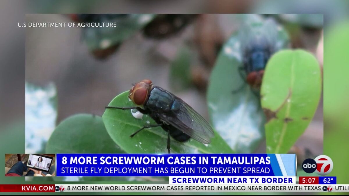 8 more New World screwworm cases reported in Mexico near border with Texas