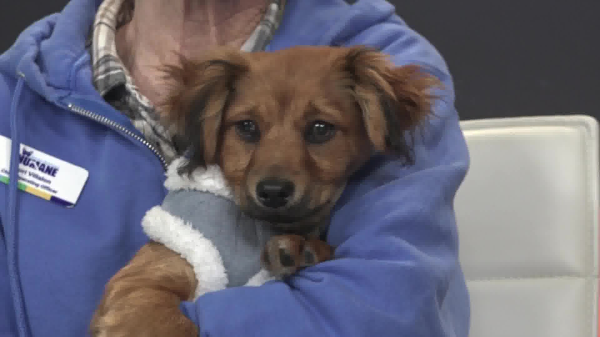 SB Humane Returns with a Sweet Treat