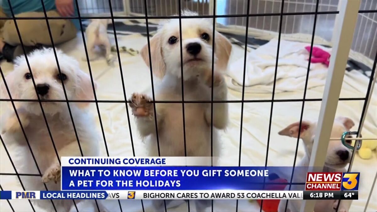 What to know before you gift someone a pet