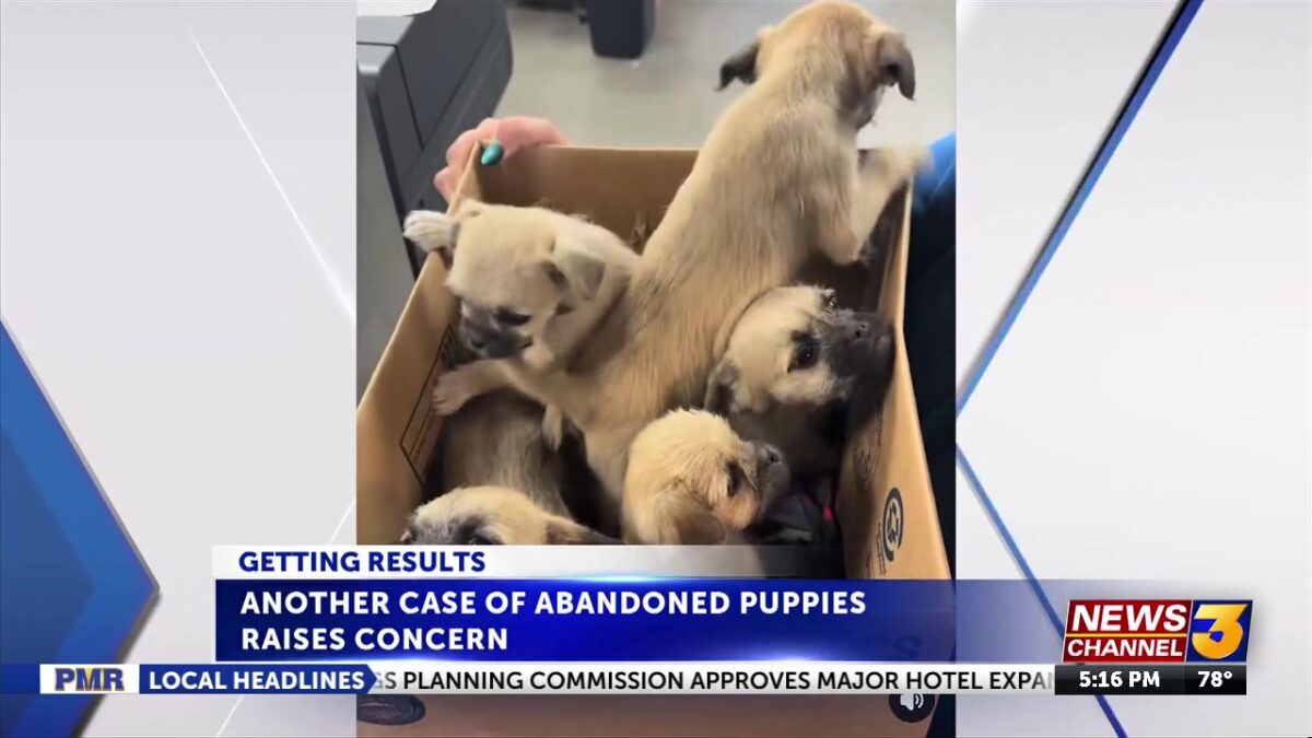 Another case of abandoned puppies raises concern