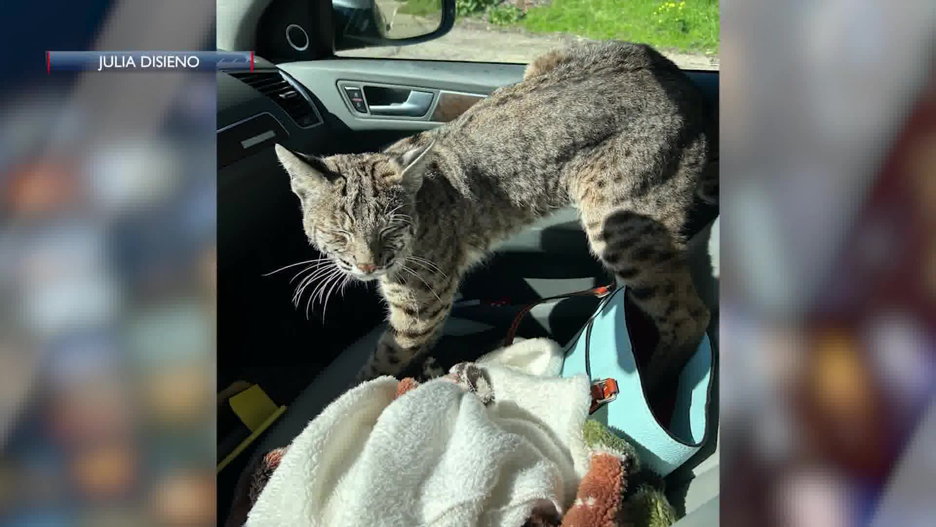 Injured Bobcat on the Loose in Goleta – Santa Barbara Area