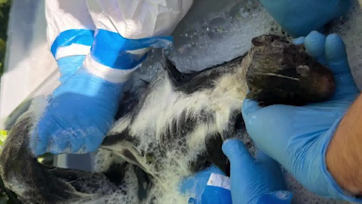 Sticky Crisis: Record Number of Local Animals Injured by Glue Traps in Santa Barbara