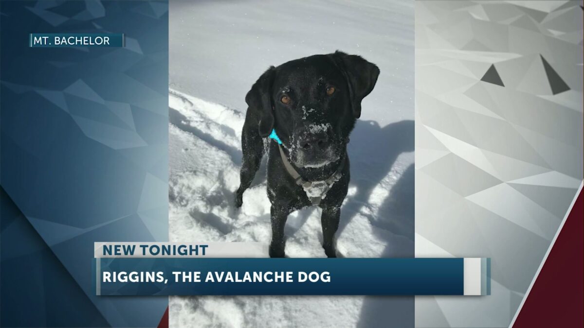 Raise a carrot for Riggins: Mt. Bachelor honors beloved avalanche rescue dog