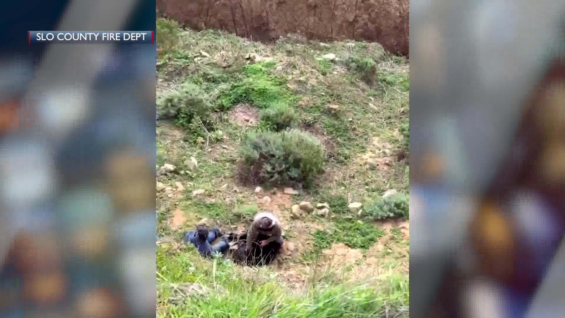 SLO County Crews Rescue Young Calf From Beach Cliff