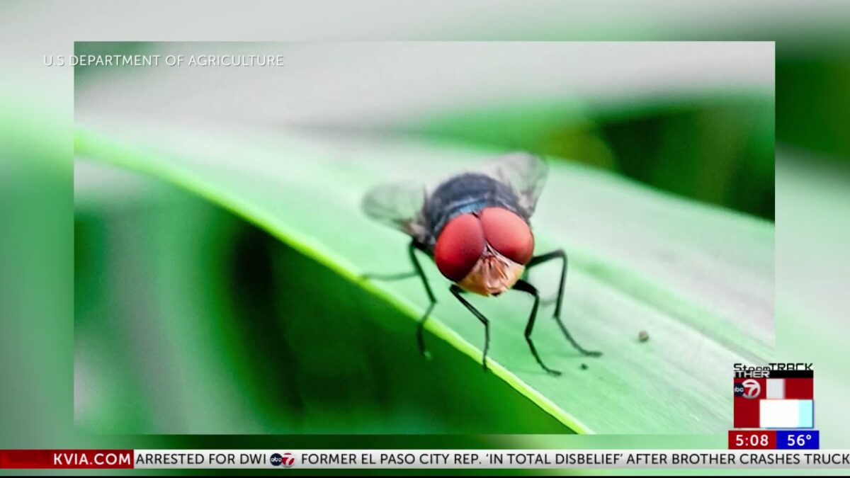 Veterinarian warns pet owners as second New World screwworm case reported in Mexico