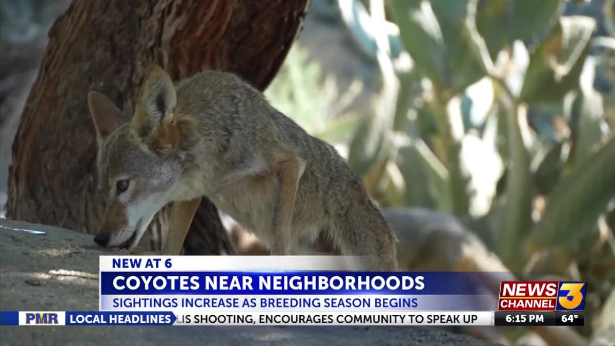Coyotes more visible across Coachella Valley as breeding season begins