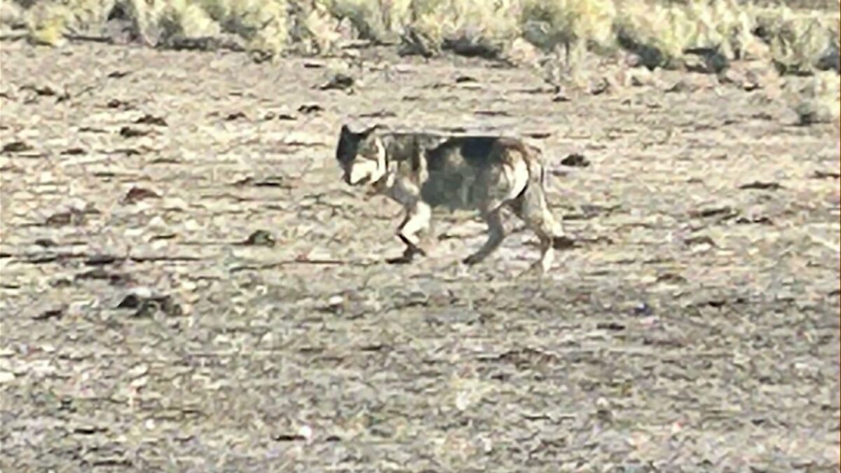 Problem Solvers: Trump administration pushes to remove gray wolves from Endangered Species Act protections