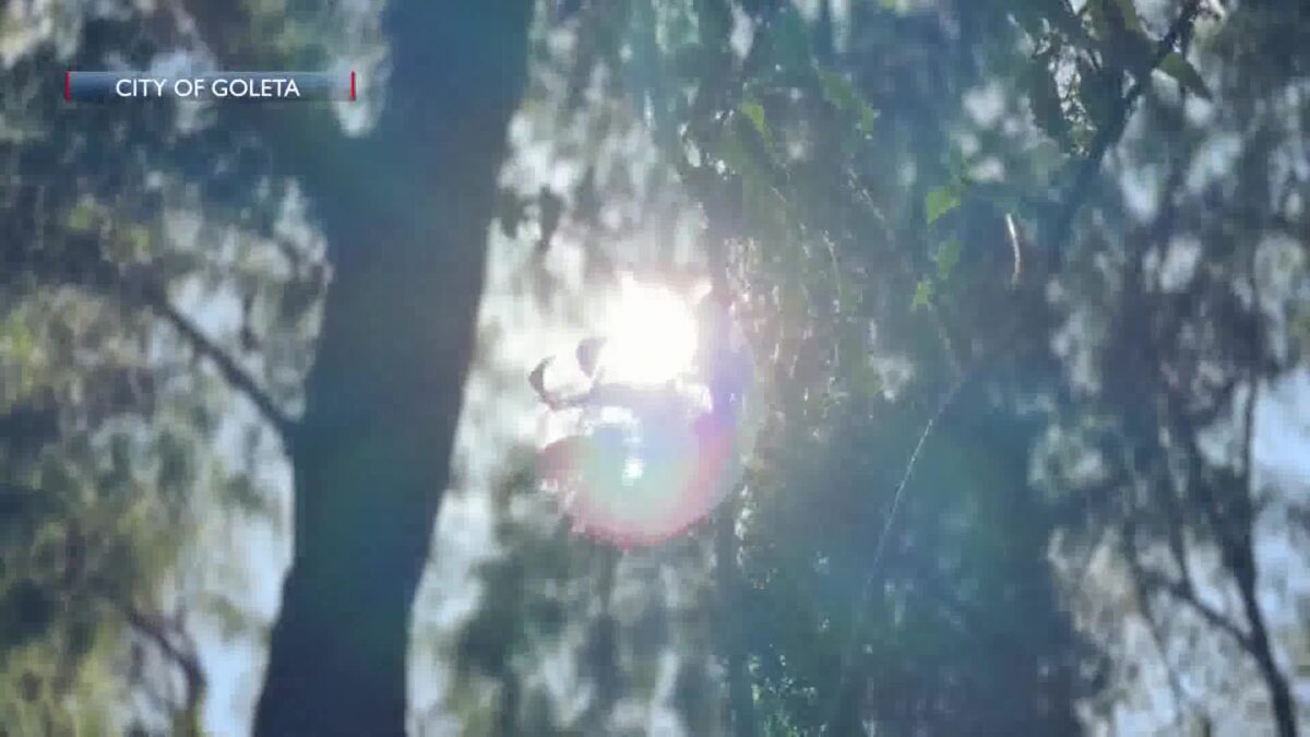 “Ellwood Mesa: Beyond the Bluffs”