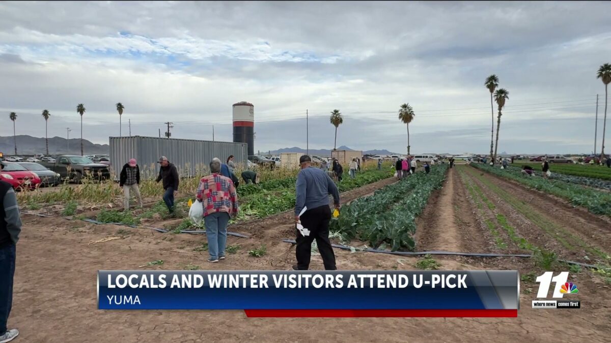 Locals and winter visitors attend Yuma County Cooperative Extension’s U-Pick event