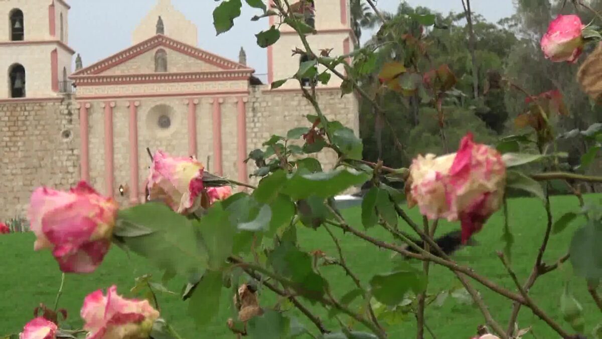 Volunteers Sought for Annual Santa Barbara Rose Pruning 