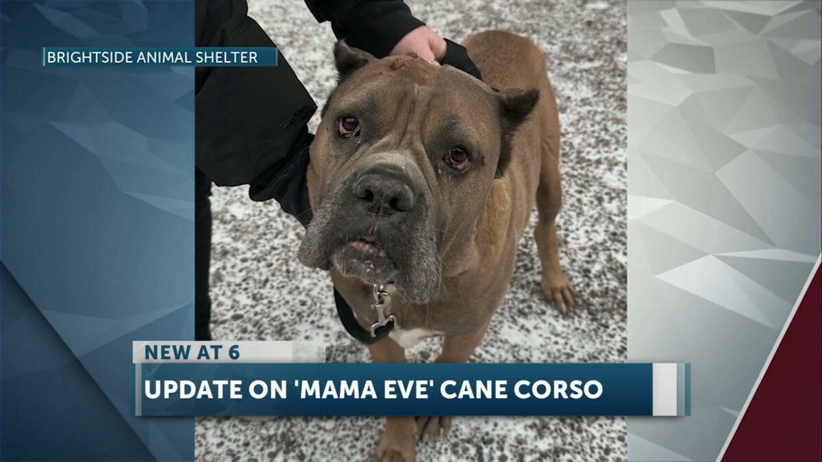 Mama Eva’s incredible transformation: From emaciated to adoptable