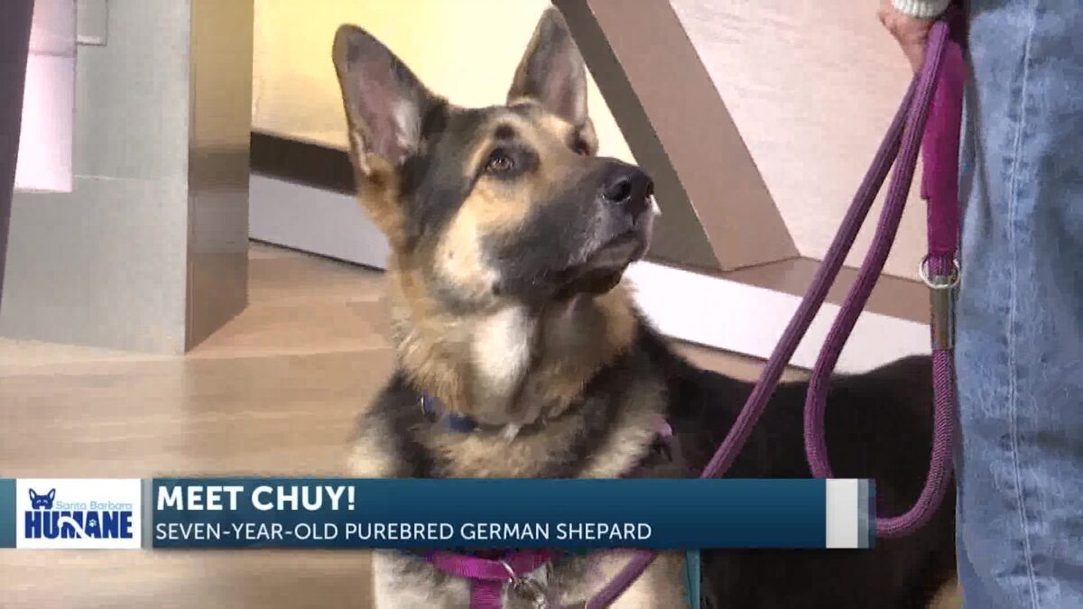 Meet Chuy! The German Shepherd Ready for Adoption at SB Humane