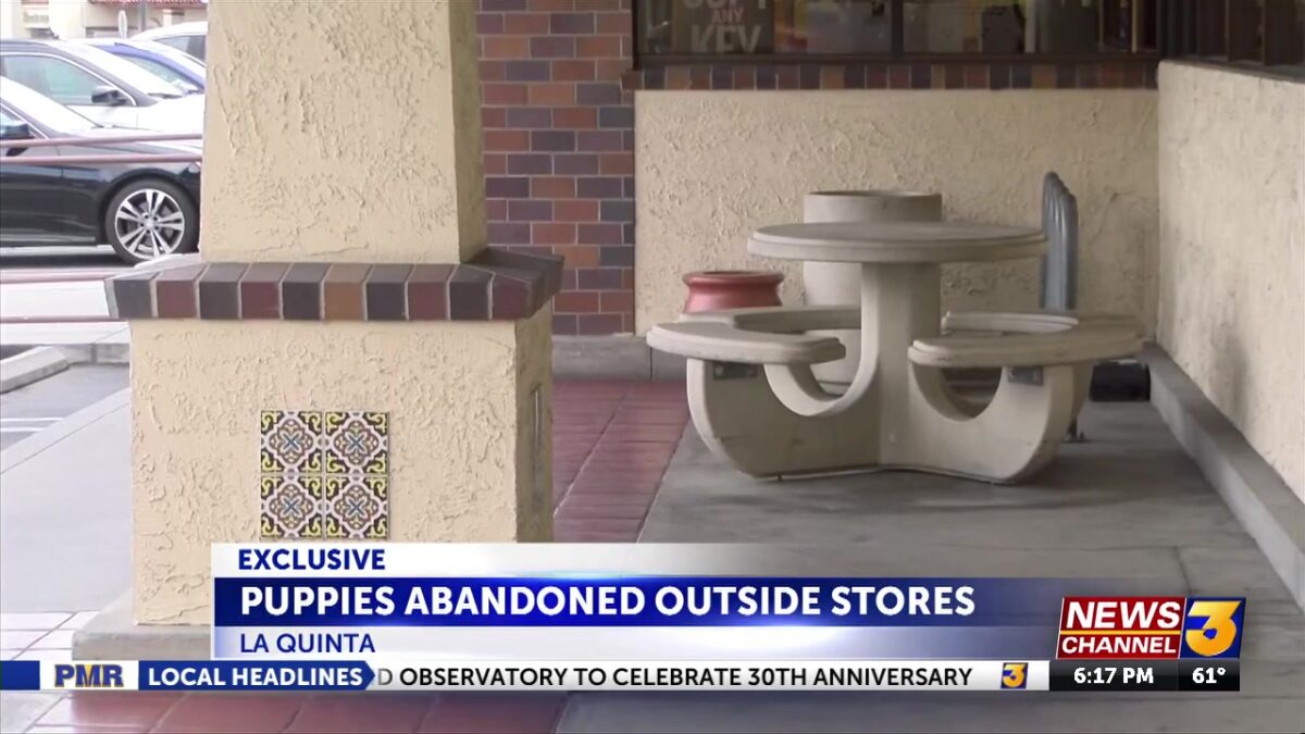 EXCLUSIVE: Puppies abandoned outside La Quinta grocery stores