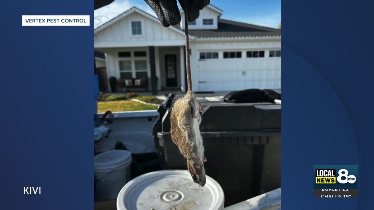 ‘Oh rats!’: Confronting a rodent infestation in western Idaho
