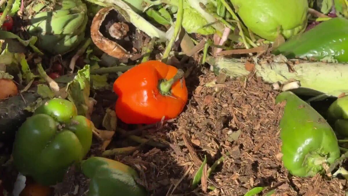 From Scraps to Soil: Goleta Foodbank Turns Leftovers Into Fertile Ground