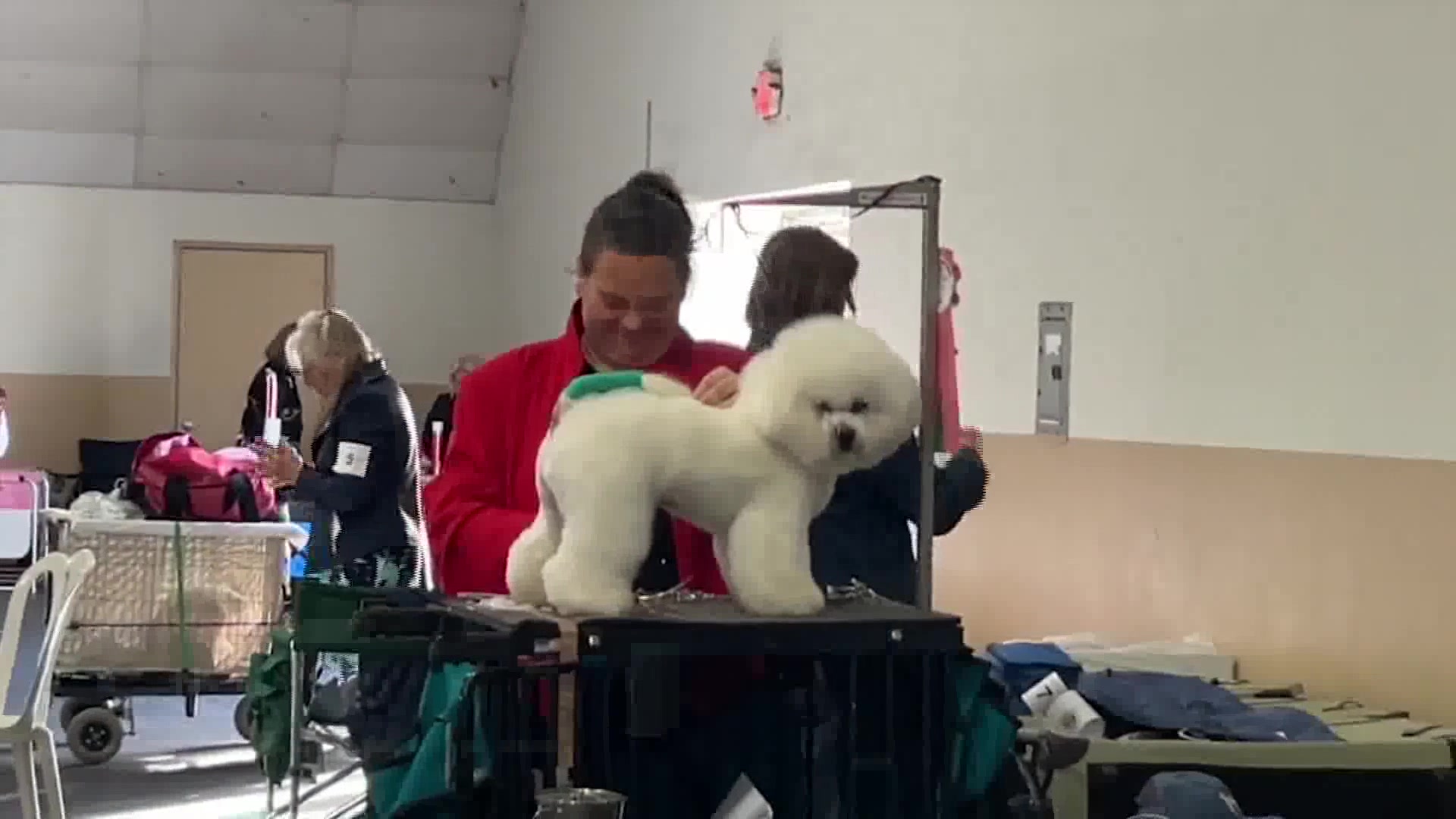 All Breeds Celebrated at Dog Shows in Ventura