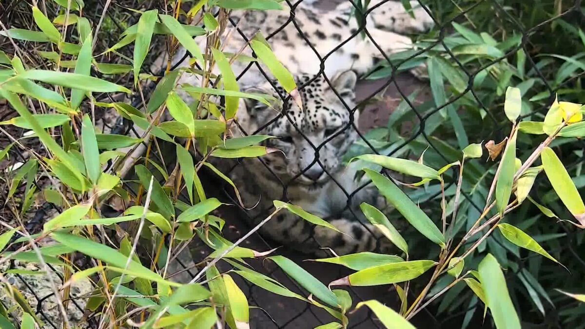 Snow Leopard Layan Becomes Kid  Favorite at Santa Barbara Zoo
