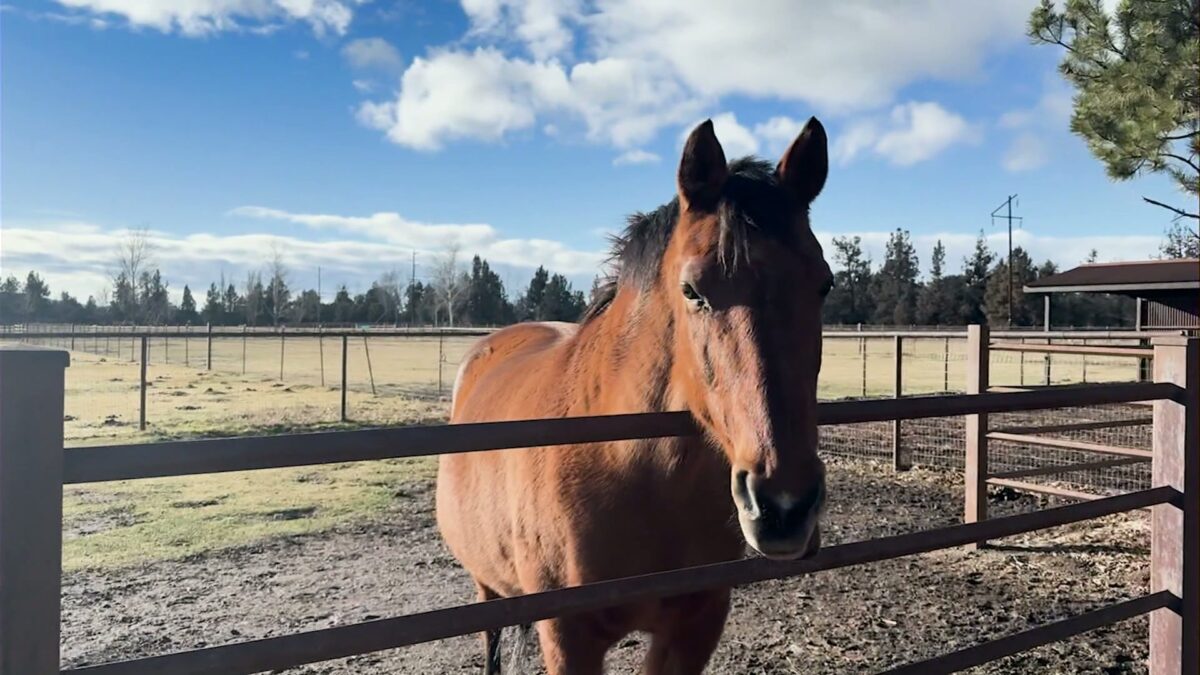 Making a Difference: Healing Reins reflects on 2025