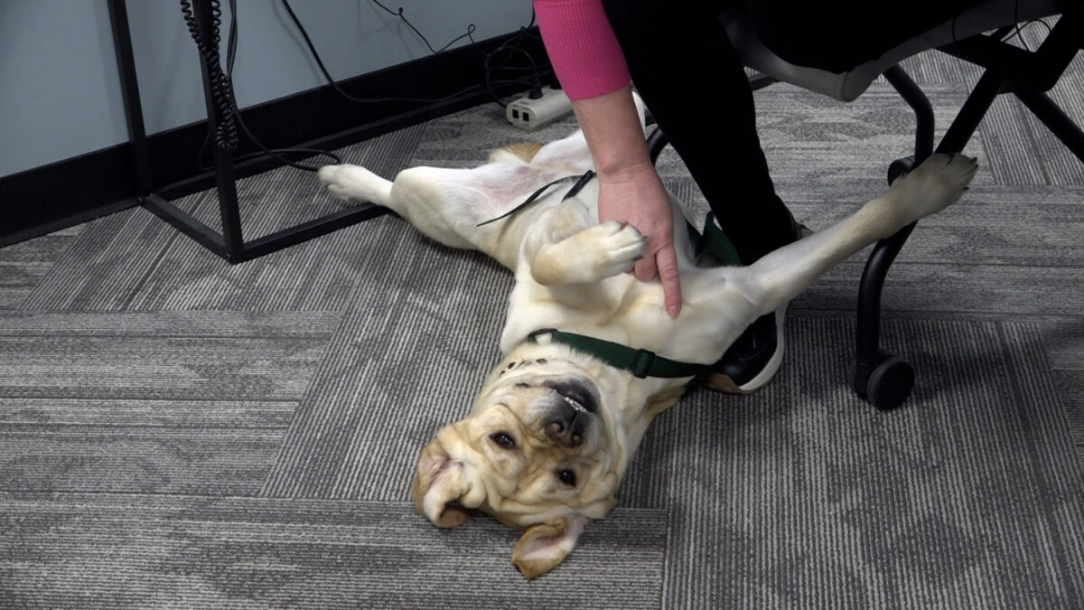 The Voices of Courage Child Advocacy Center provides a new ‘paws-on’ service.