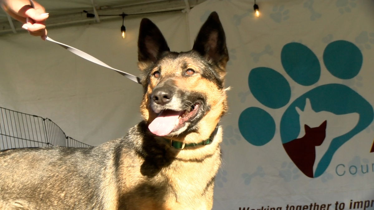 Riverside County Animal Services brings free dog adoptions to Riverside County Fair