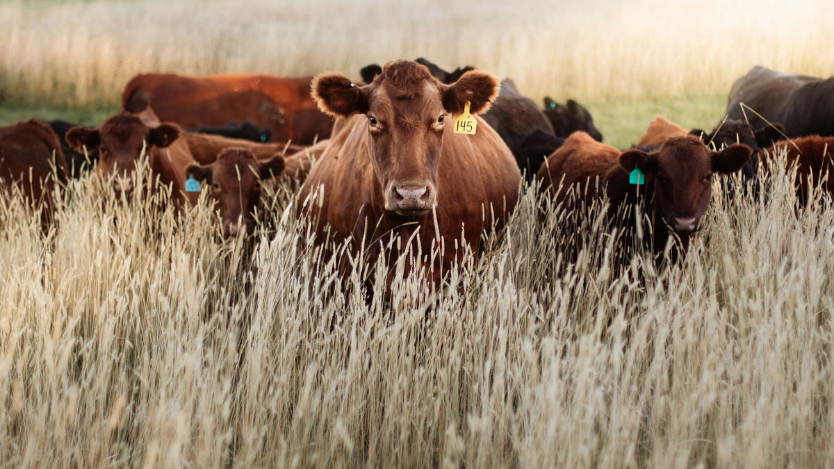 Anthrax confirmed in Cassia County beef herd