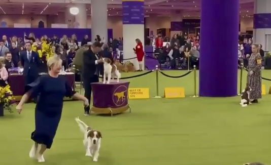 “Carousel Ticket to Ride” heading home from Westminster Dog Show