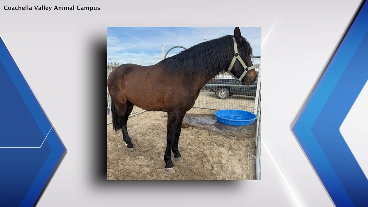 Loose horse returned home after being found in Desert Hot Springs