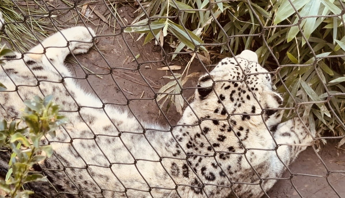 Amur Leopard Demonstration Brings Regional Wildlife Experts to Santa Barbara