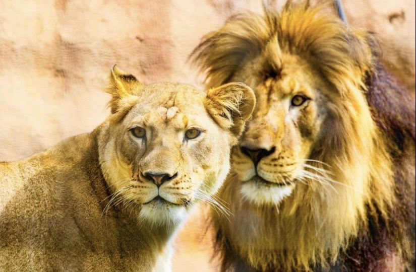 Love Is Wild at the Santa Barbara Zoo This Valentine’s Day