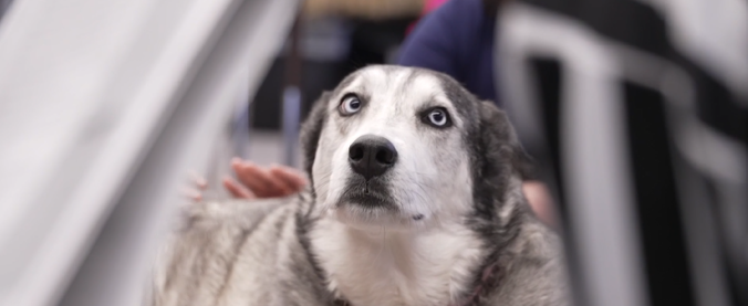 A rescue dog who endured five litters in five years has found her calling as a therapy dog at a Tulsa private school
