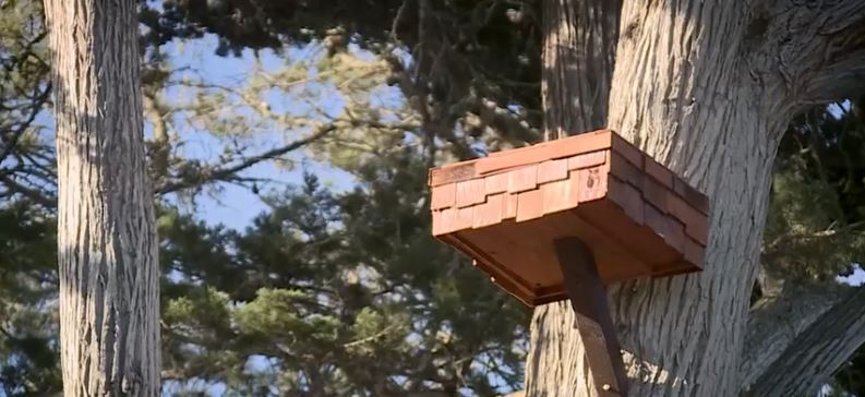 Seven volunteers in Carmel have launched Carmel Owls to address a growing rodent problem