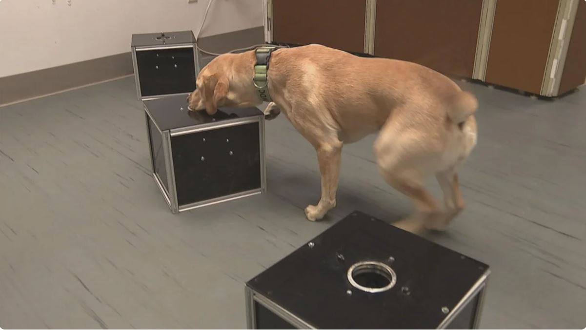 Researchers at the Penn Vet Working Dog Center in South Philadelphia are training dogs to help detect hemangiosarcoma