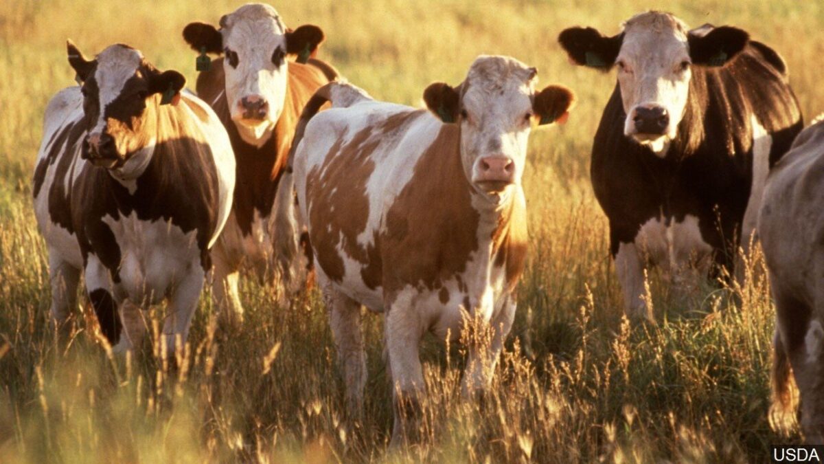 Anthrax cases in Idaho livestock raises concerns