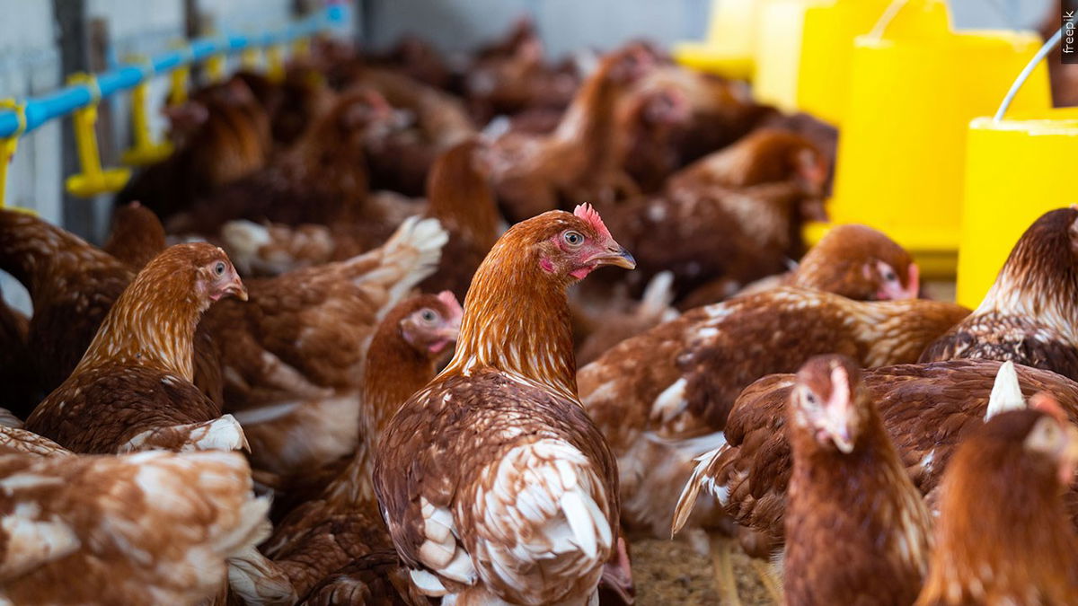 2026 California Mid-Winter Fair & Fiesta to celebrate with junior livestock program