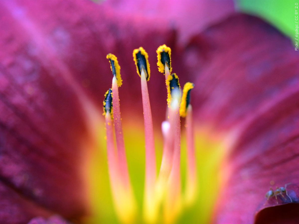 Rain may ease allergies briefly