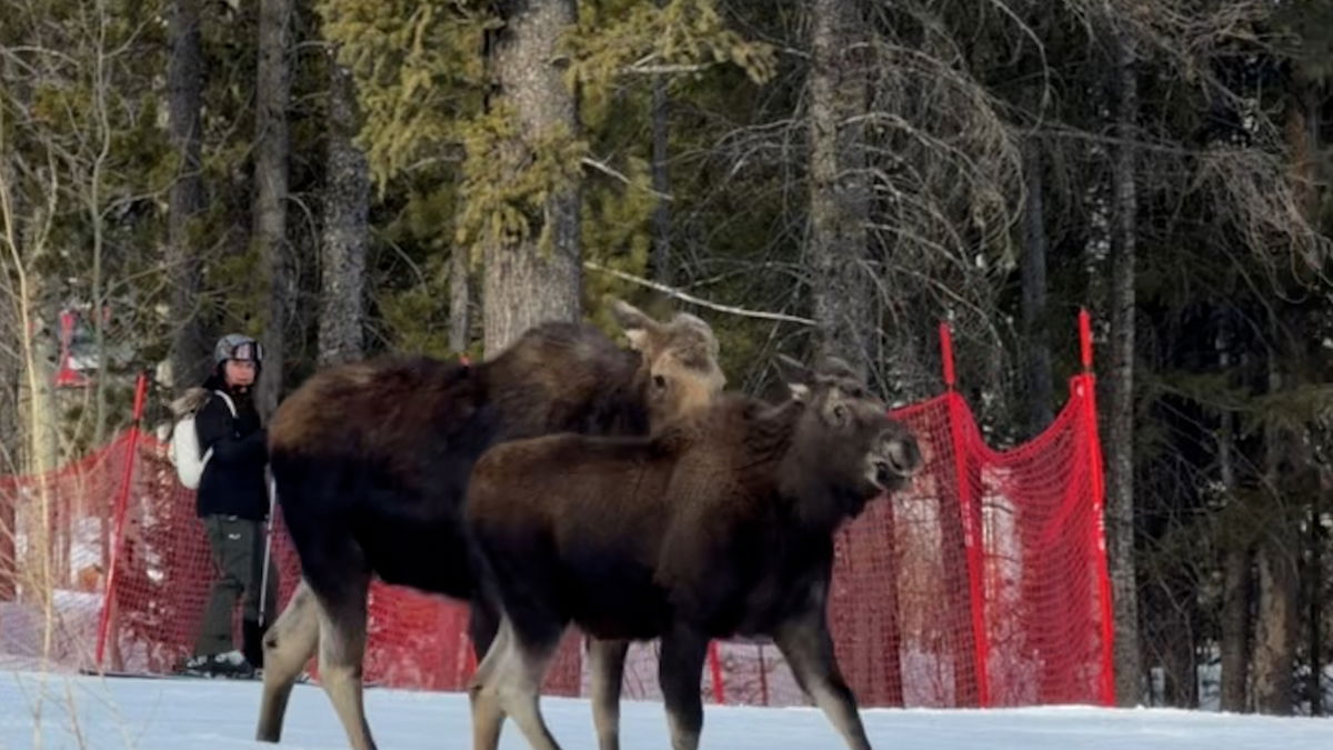 Moose on the Loose: Jackson Hole skiers make way for 1