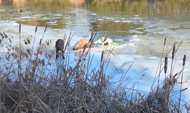 Owensville firefighters rescue 3 dogs from icy pond
