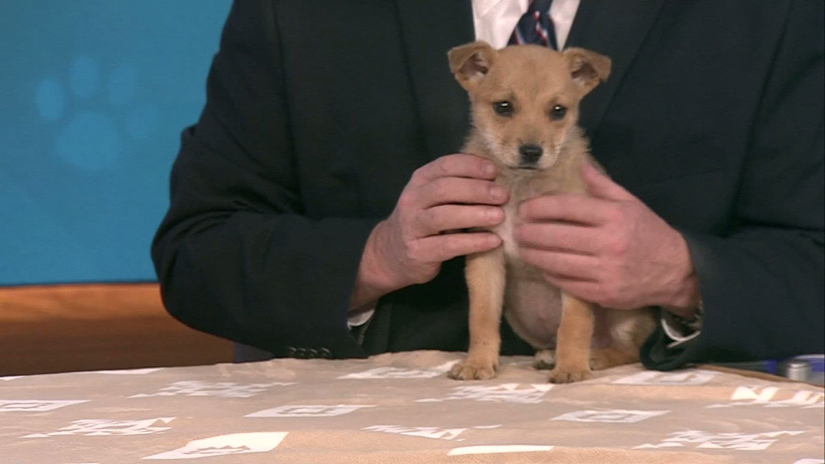 Pet Pals: Meet Benito