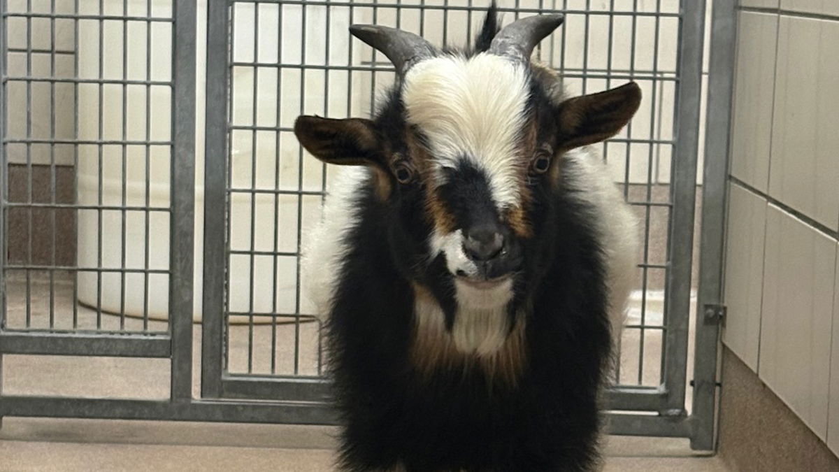 Idaho Falls’ most wanted ‘four-hoofed suspect’ is finally in custody (and he’s adorable)
