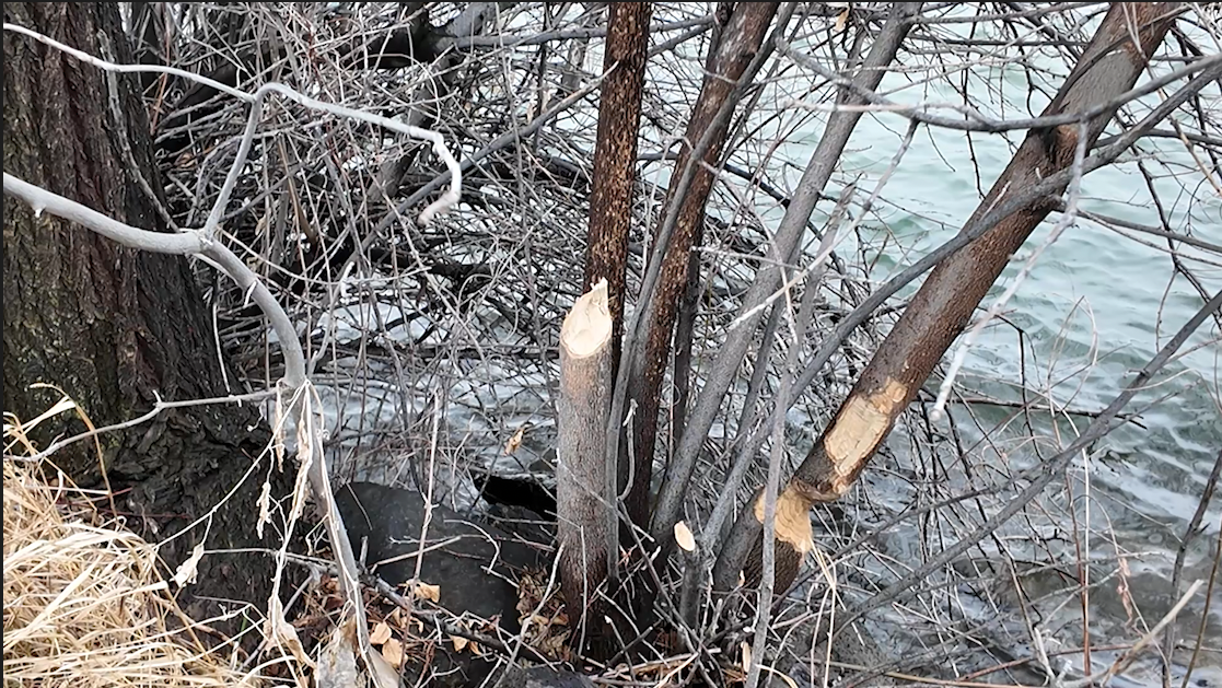 Beaver fever killing trees along the Snake River