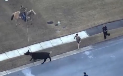 A cow was seen running down the middle of the road in Port Orange on Thursday. One person who reached out to WESH 2 about it said the cow was holding up traffic near the Publix on Taylor Road. The cow has since been contained and is waiting for its owner to pick it up.