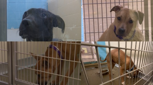 Four puppies rescued from a suspected dogfighting ring are now in Cincinnati