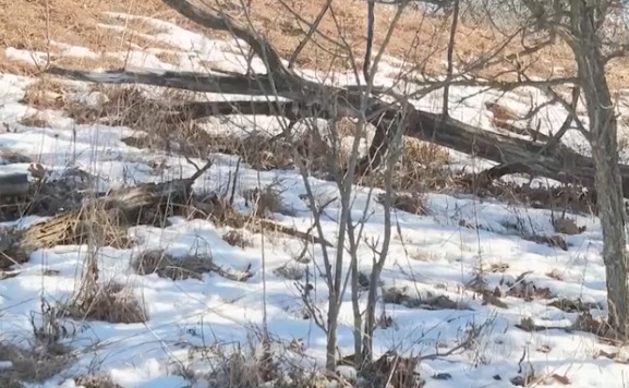 Roses and buckthorn have thorns